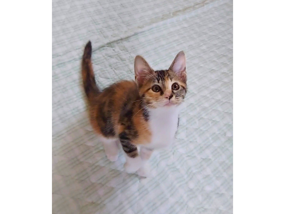 つぶらな瞳✨肩乗り三毛子ねこちゃん