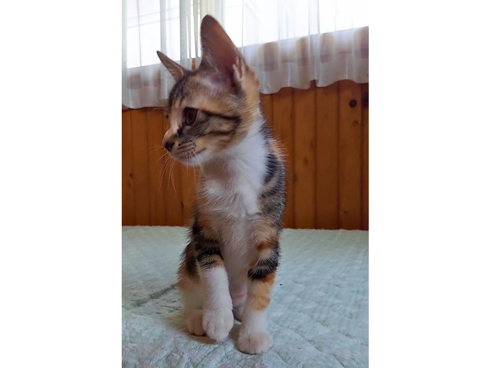 猫さん様 猫]佐賀県鳥栖市の里親募集 つぶらな瞳の三毛子ねこちゃん