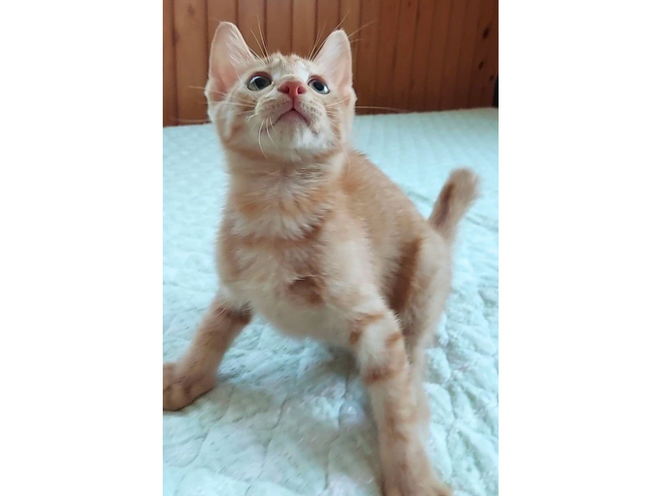 温和で優しい茶トラ子ねこくん