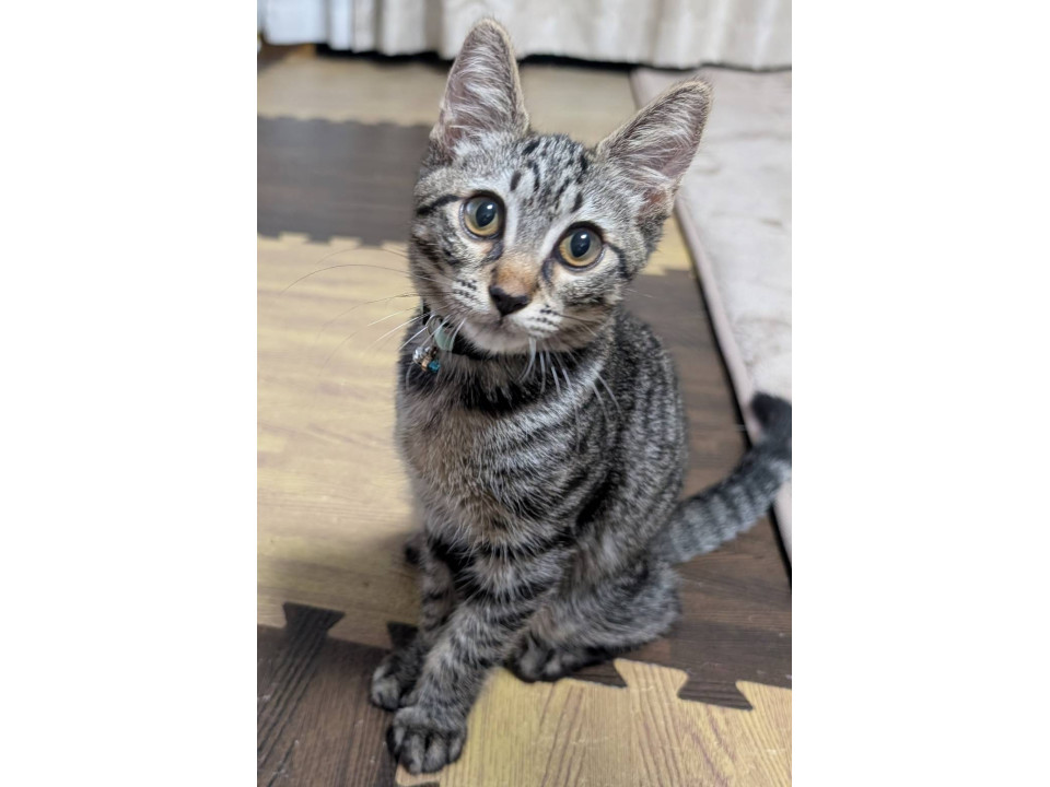 大人しめで人の傍が好き