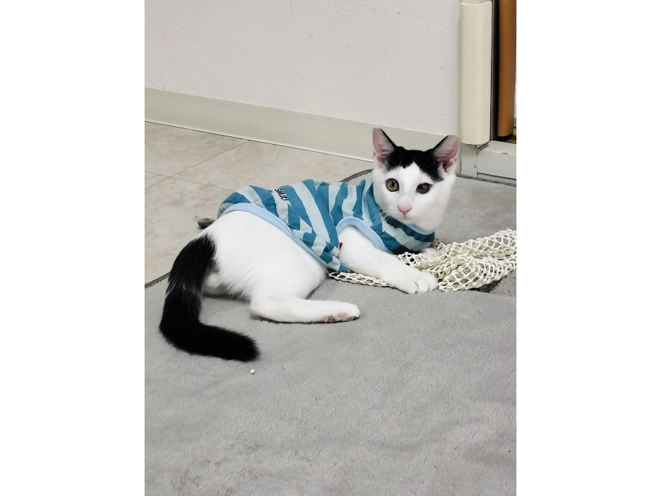 甘えん坊♂ブログあり12/25譲渡会参加