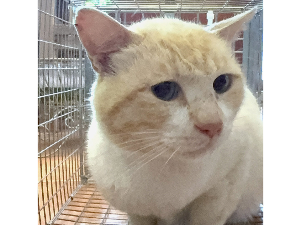 甘えん坊で綺麗な青い目の『ハク』君