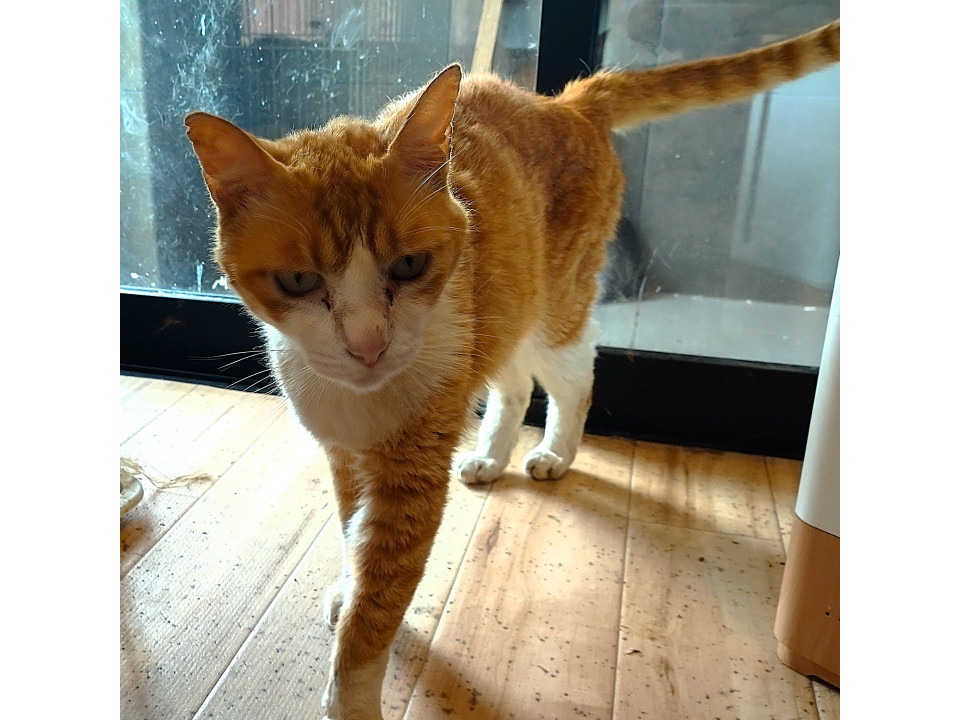 お喋り大好き『もち吉』君