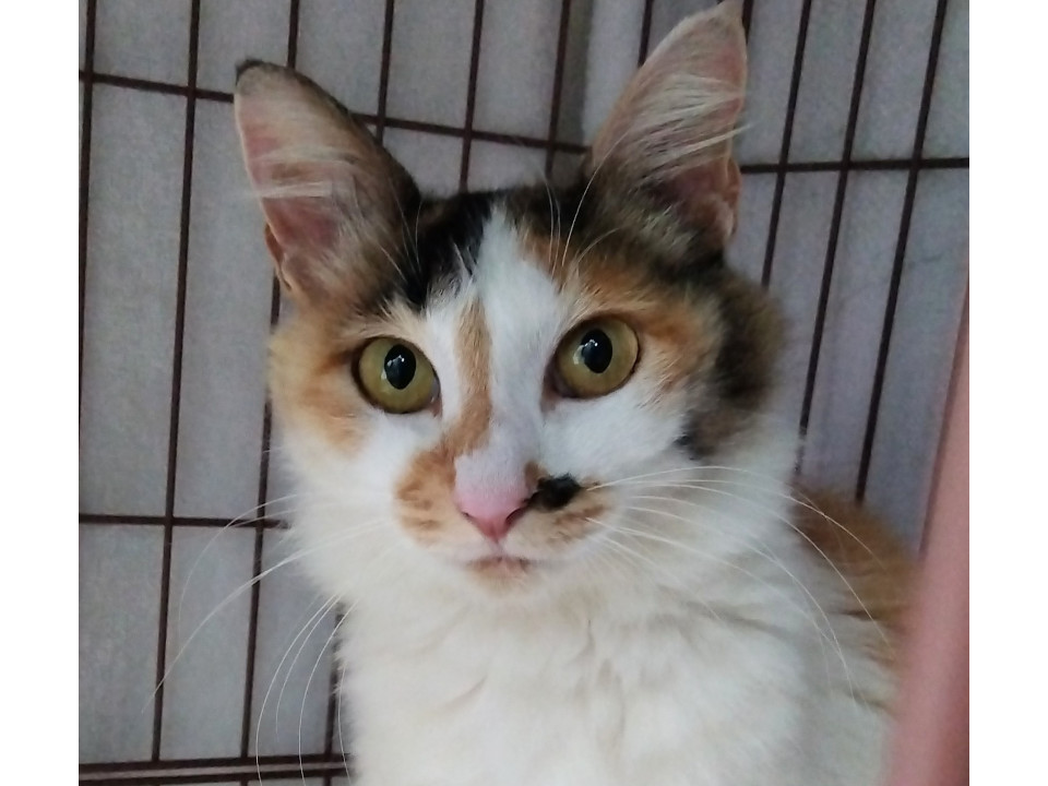 仲良し母娘 半長毛ミケきれいなお母さん猫