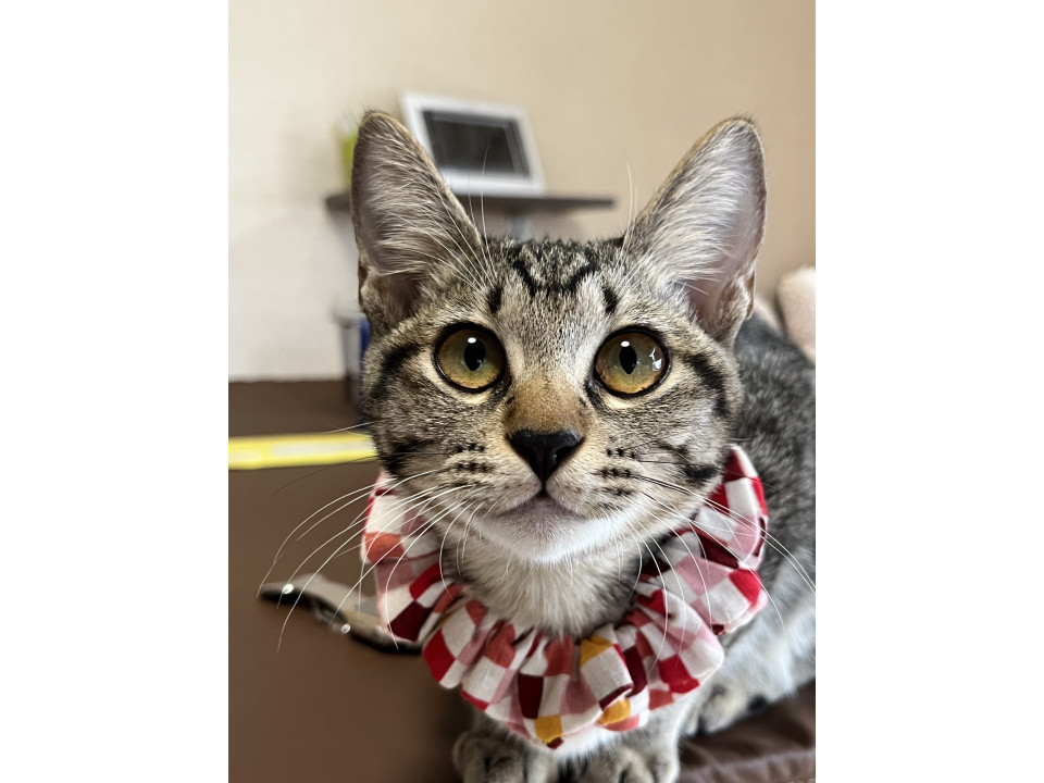 食いしん坊で美猫なキジ猫の女の子