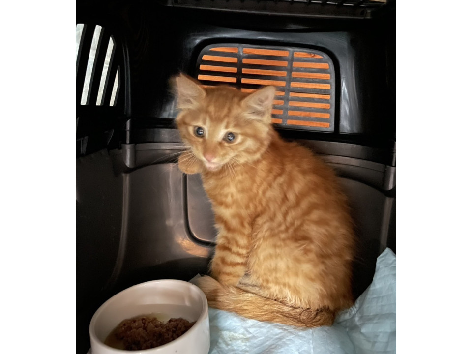 ふわふわ茶トラ　妹猫と一緒にお迎えを希望