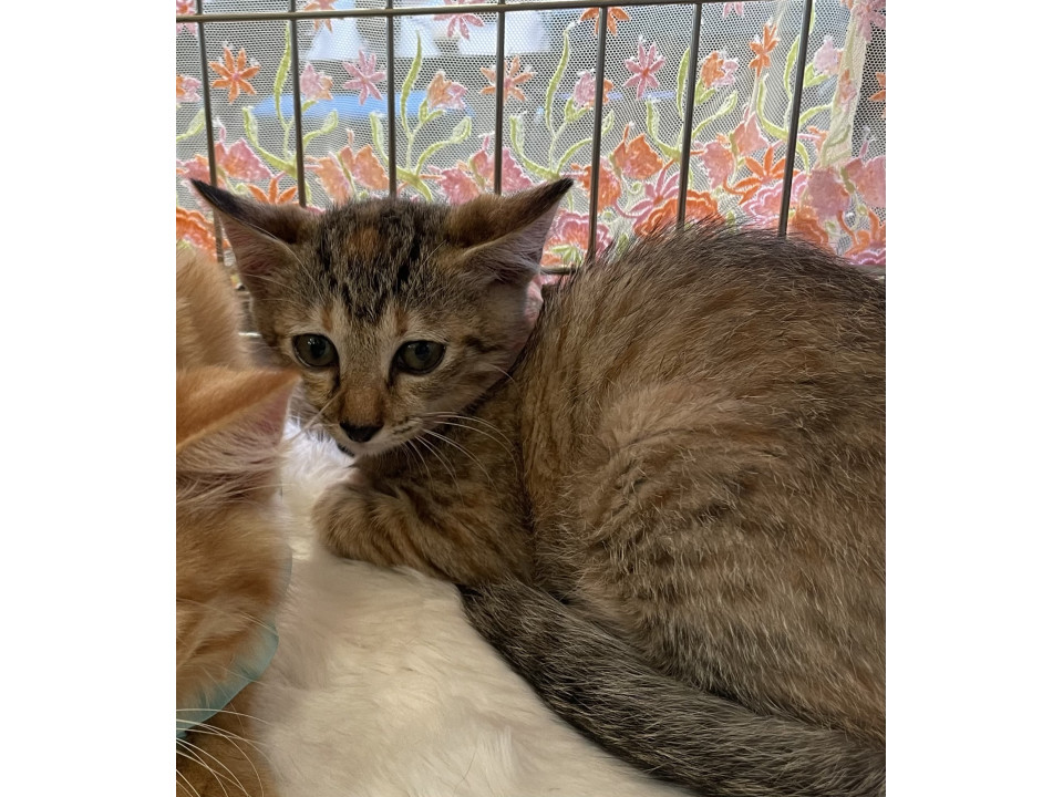 美猫麦わら 兄猫と一緒にお迎えを希望