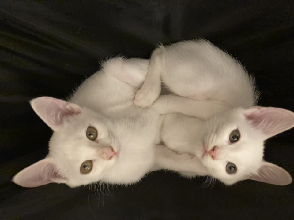 美猫兄妹２匹一緒にお願いします！