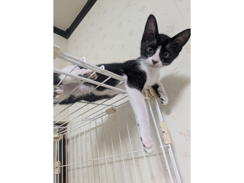 ハチワレ美猫(=^・・^=)