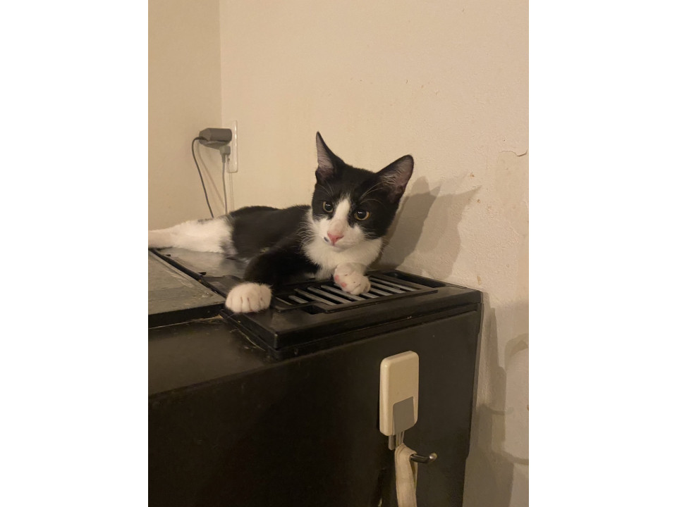 ミルク育ち兄妹☆てん