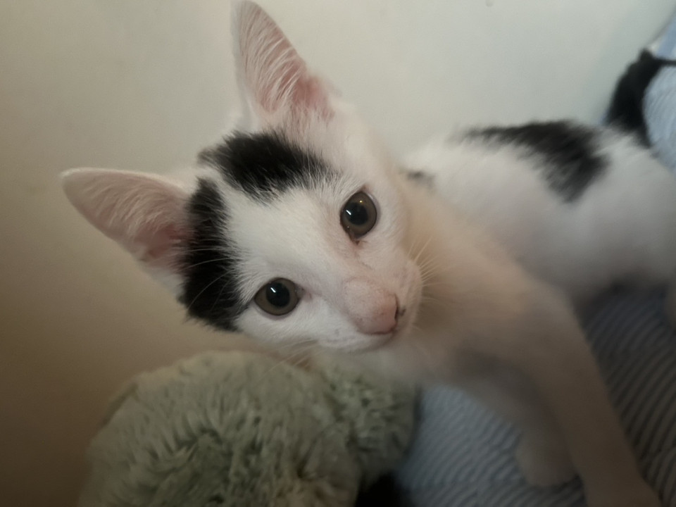 ミルク育ち兄妹☆ぽん