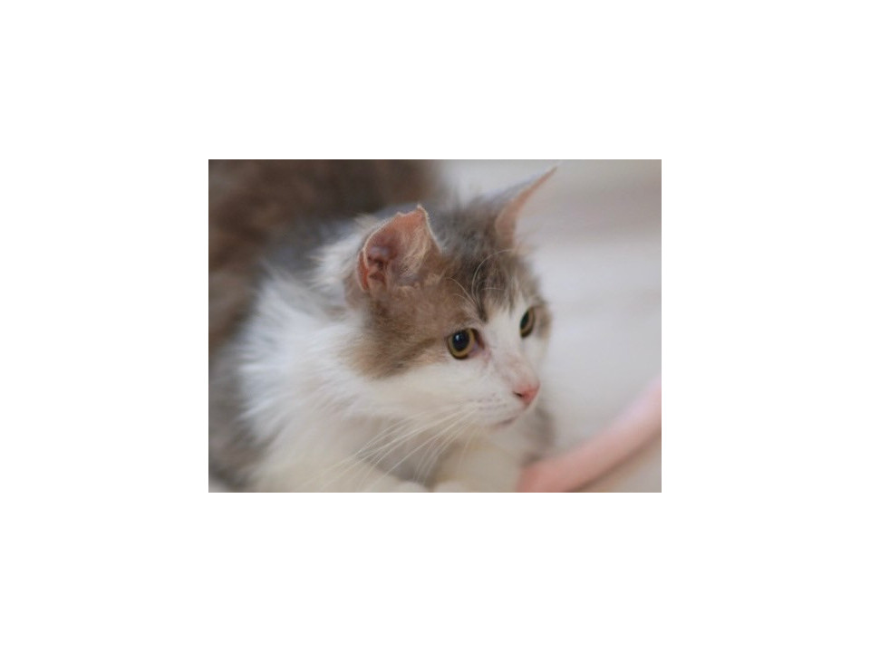 何事にも動じない ふわふわ長毛グレー猫