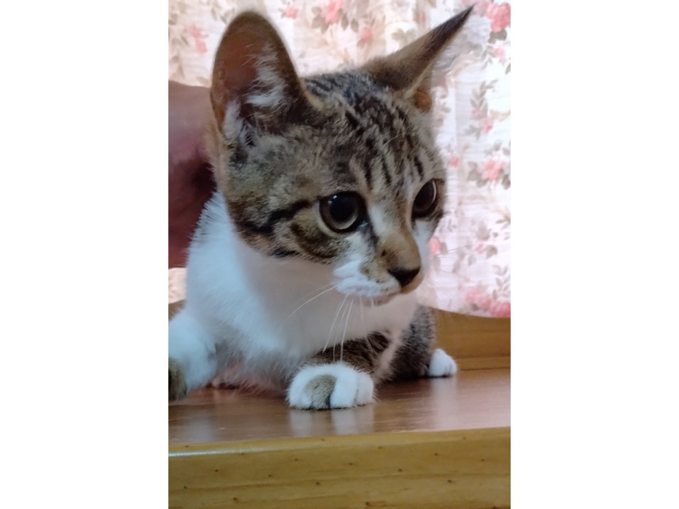 かわいいよっちゃんです