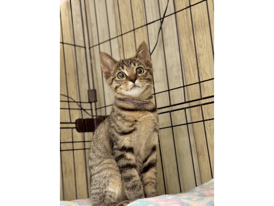 肩乗り男子 ★ マール