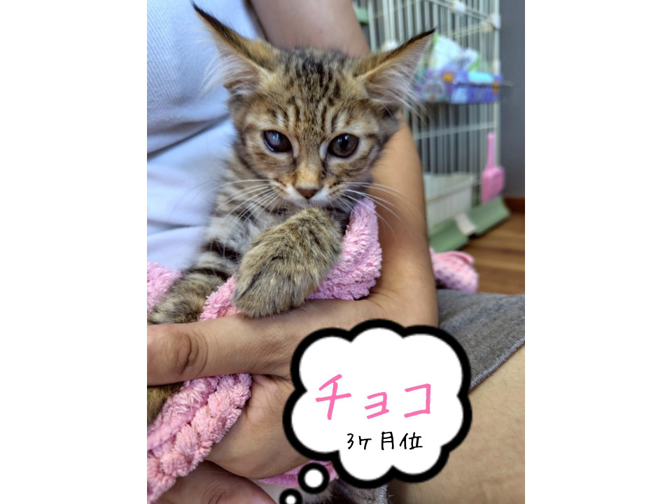 遊ぶの大好き♡美猫ちゃん