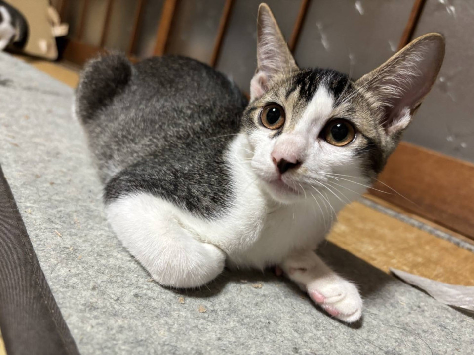 おちゃめちゃん