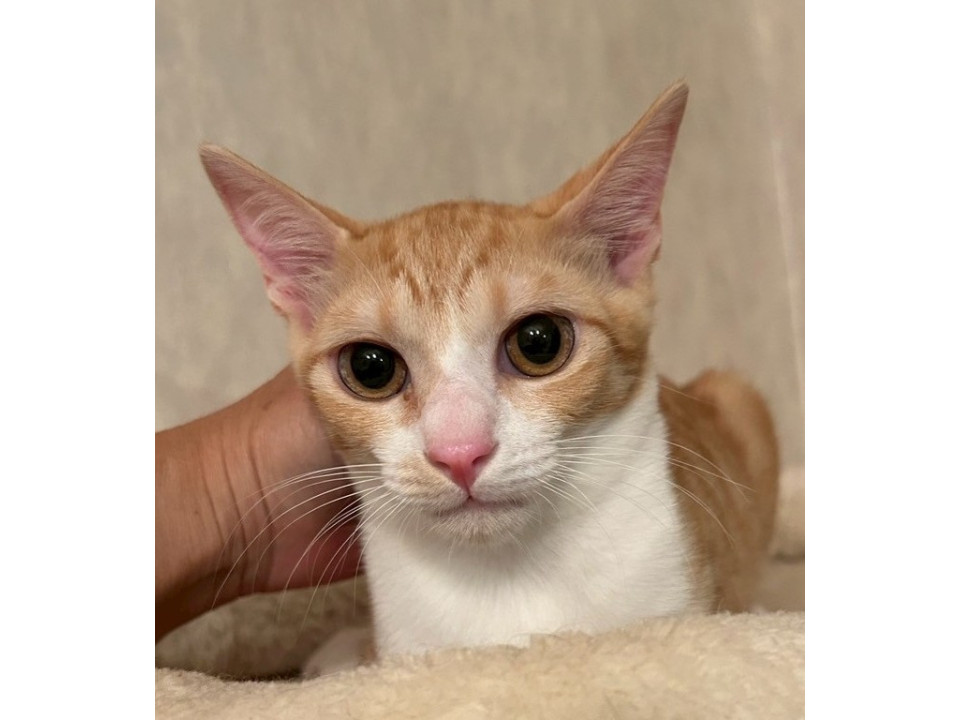 11/3(祝)  蕨市宿場祭り参加