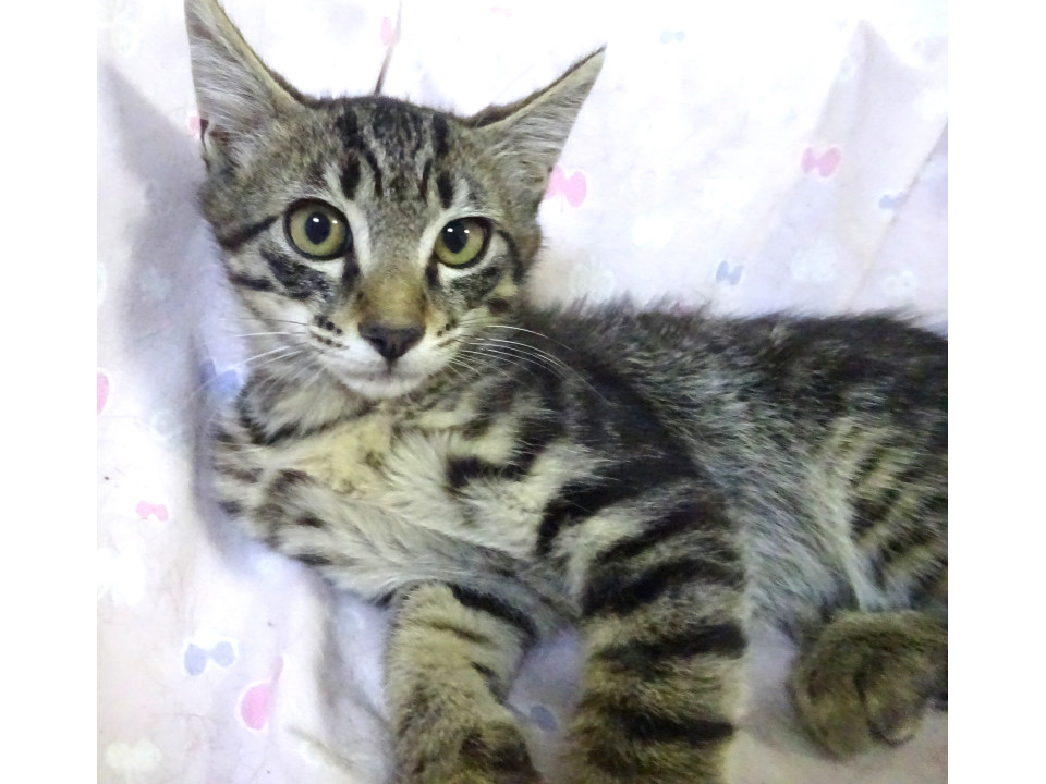 ３兄弟のキジトラ、アルトくん