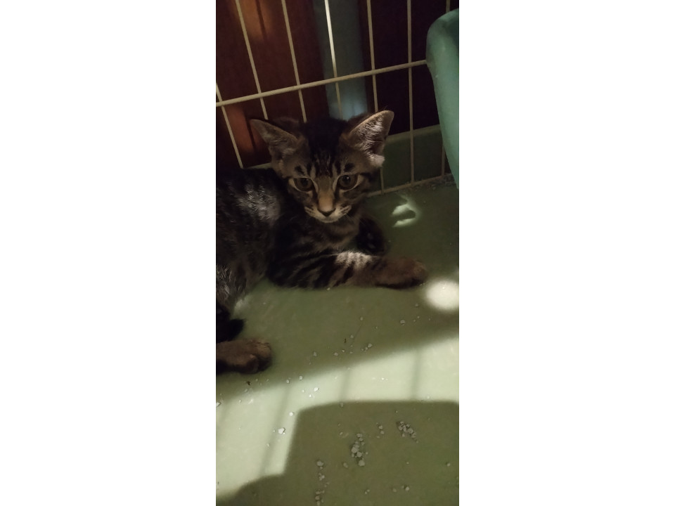 スポンジ食べながら生き延びた4兄妹