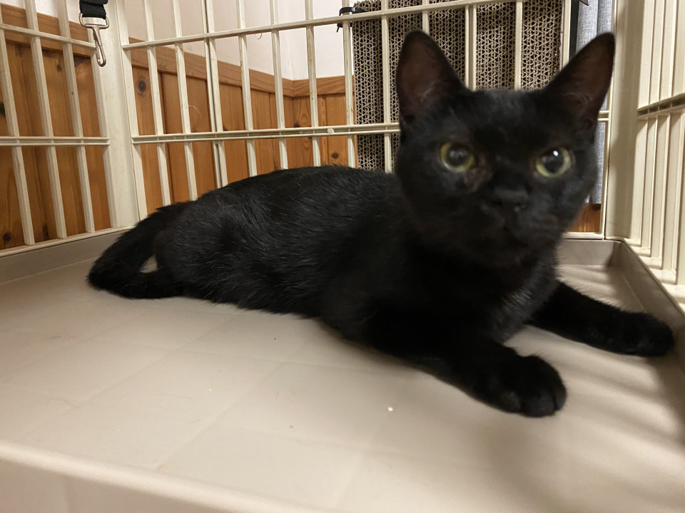 里親様決定》おっとりお淑やかな黒猫ガール