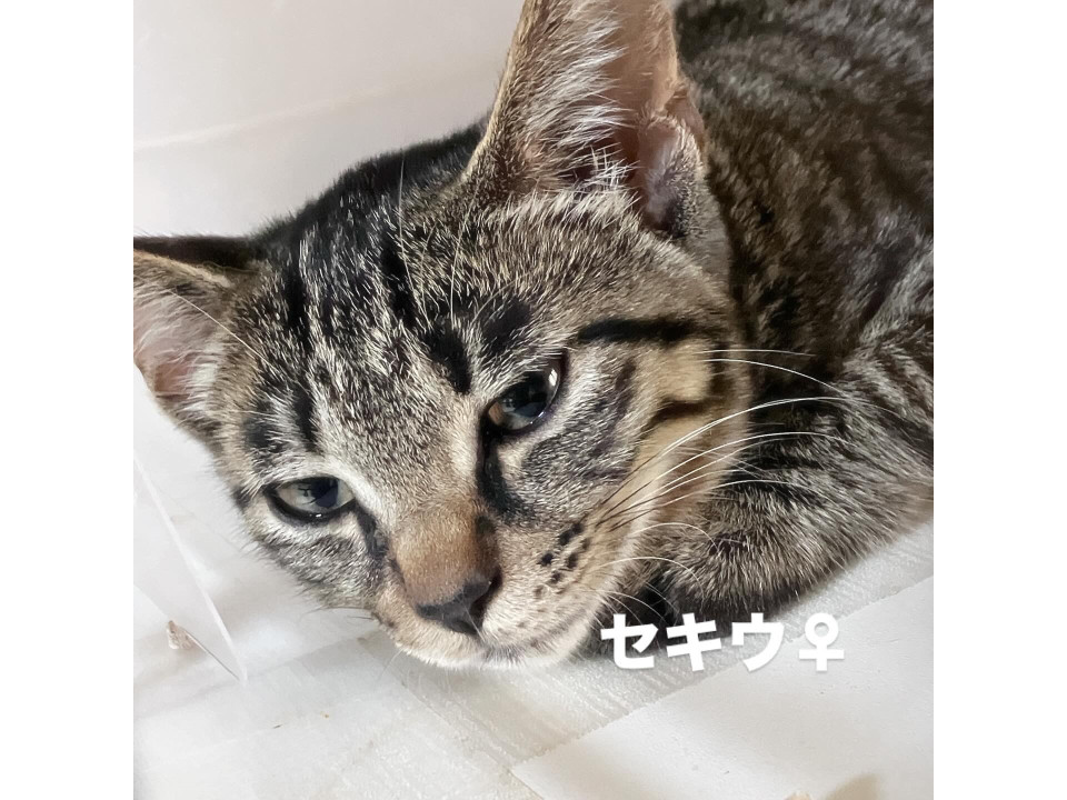 薬屋のひとりごとより キジトラ赤羽