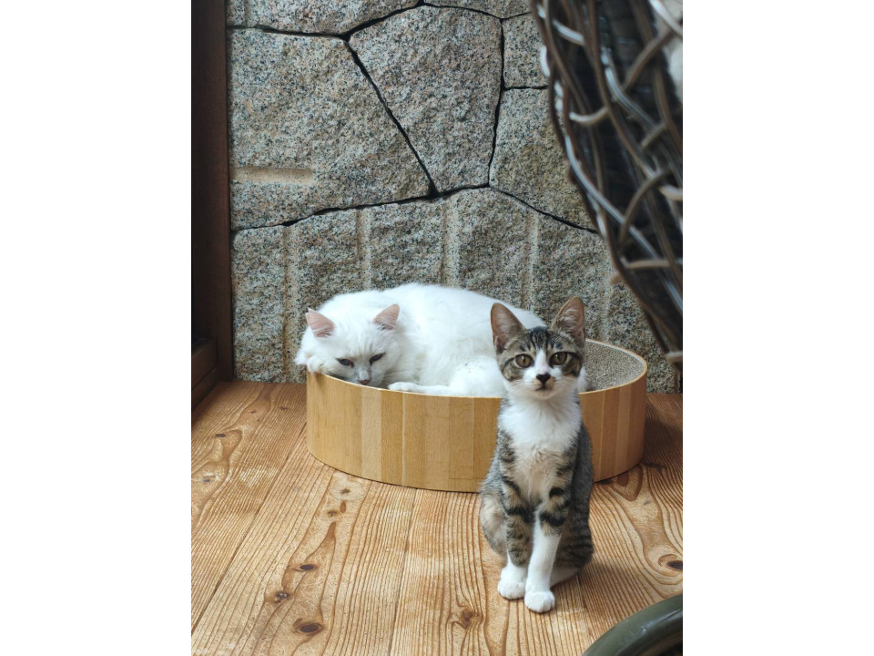 夜な夜なママを探して泣いてたの