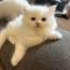 nimonさんの猫