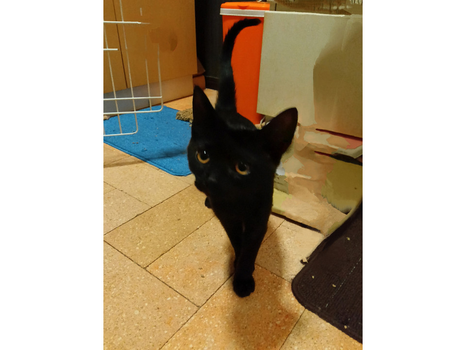 黒猫の元気な女の子