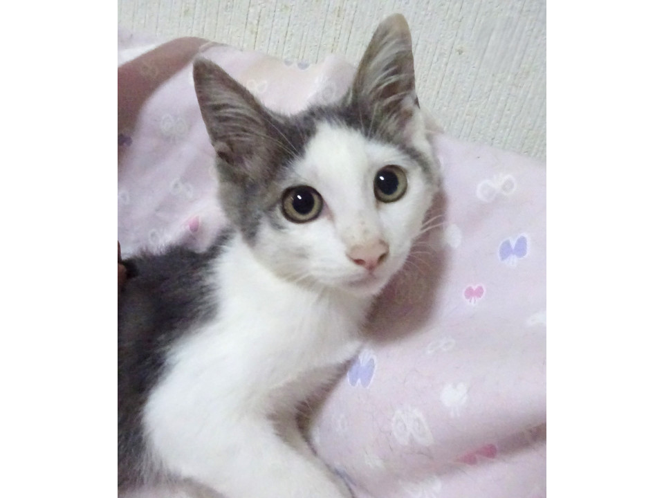 グレー白、3兄弟のバルトくん