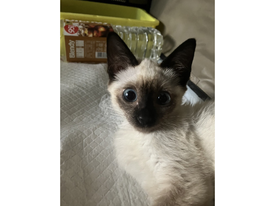 人懐っこい元気なちびシャムちゃん
