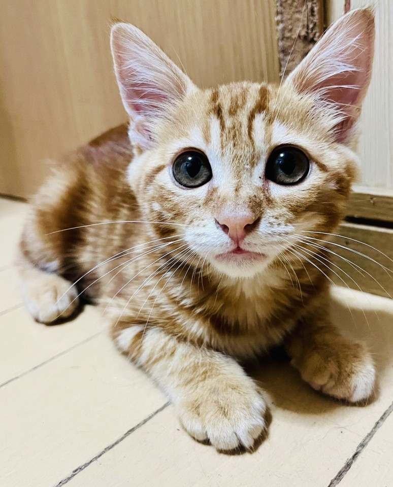 3ヶ月の茶トラ