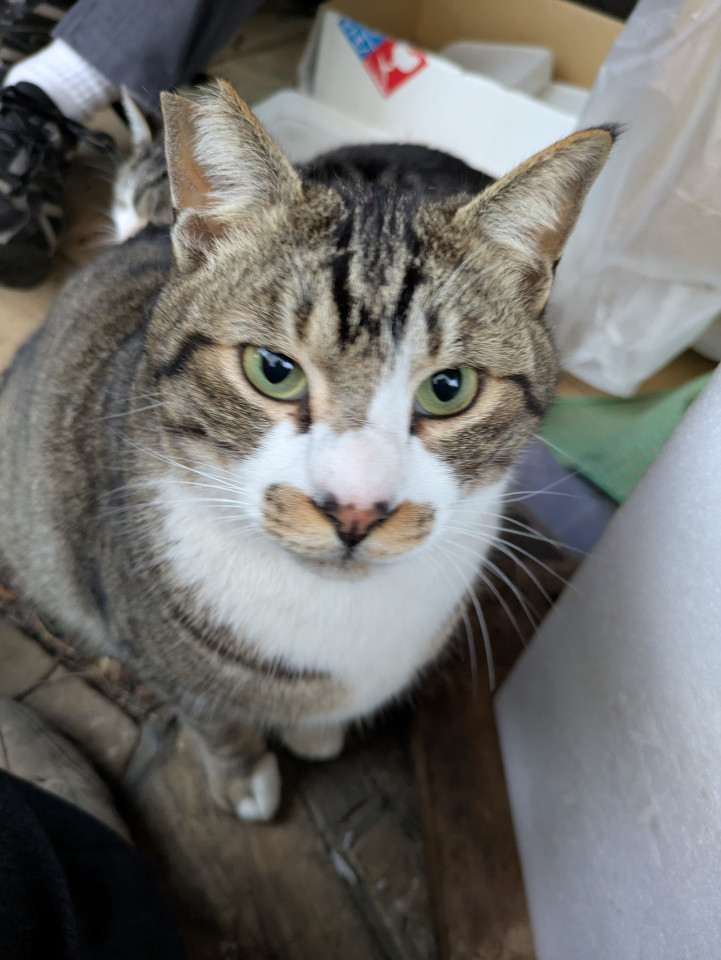 お髭模様がかわいい男の子