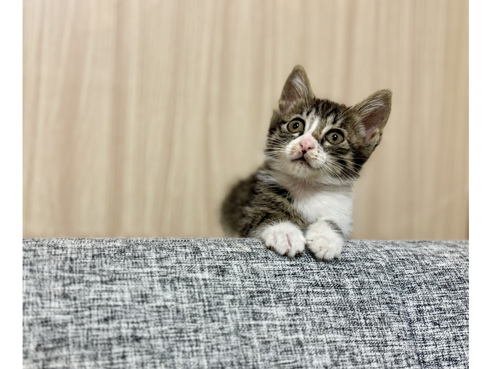 元気いっぱい!子猫のゴジハムくん!