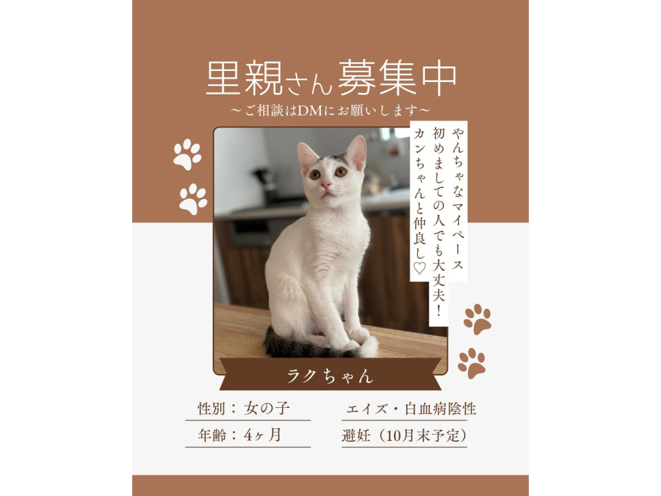 人懐っこいラクちゃん