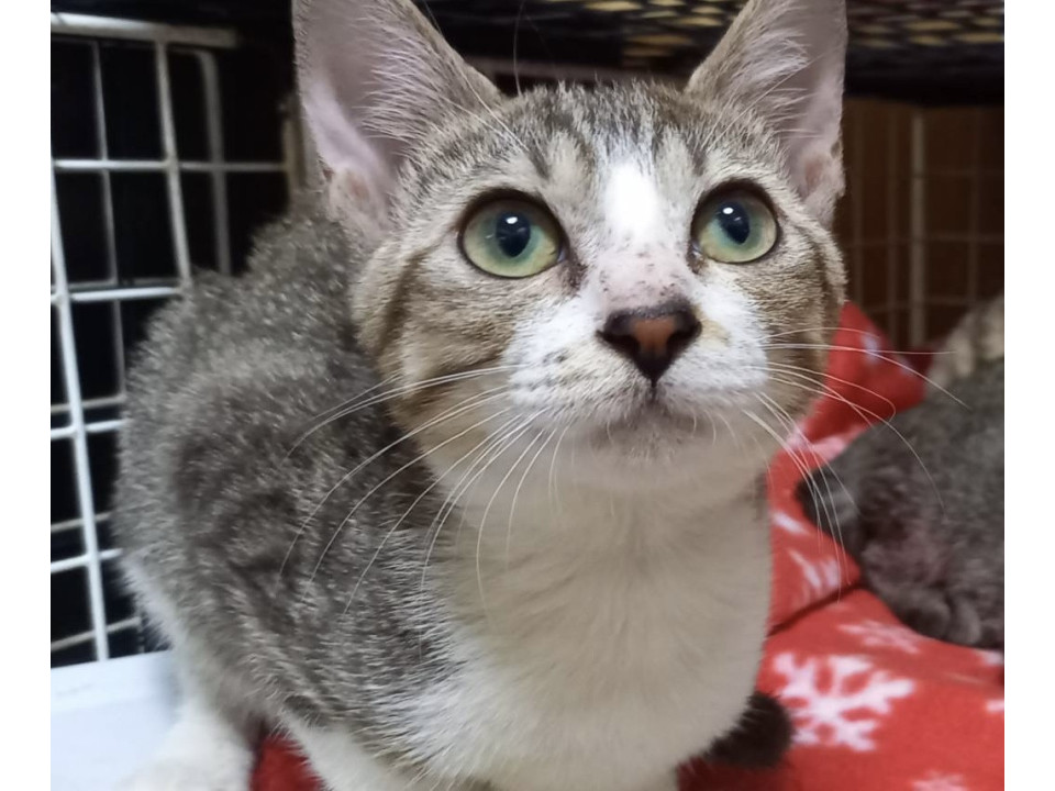 譲渡会参加予定⭐︎トコトコちゃん