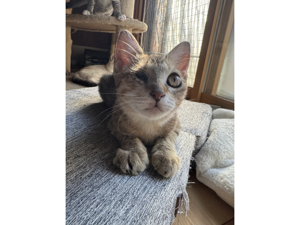 片目でもへっちゃら、可愛いむぎわら猫