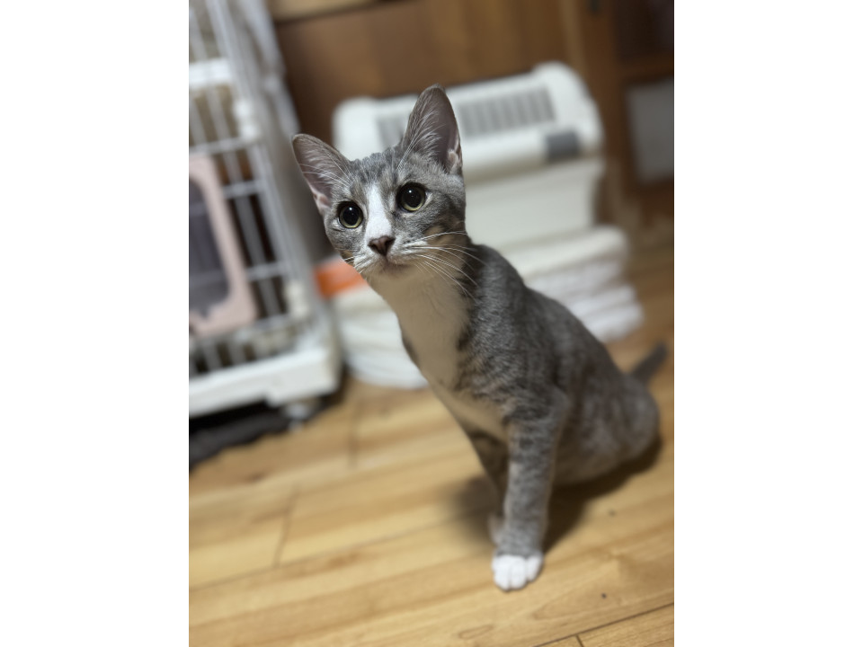 おなかを出して甘えるさば白男子