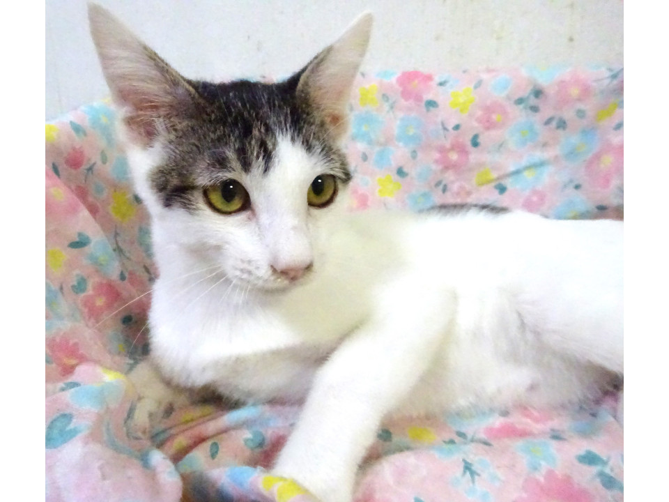 白っぽい白キジの、穂（みのり）くん