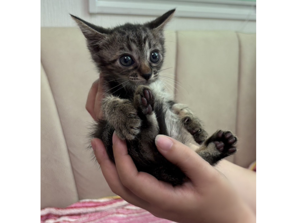 ねこしち 猫しっし（REP-600)
