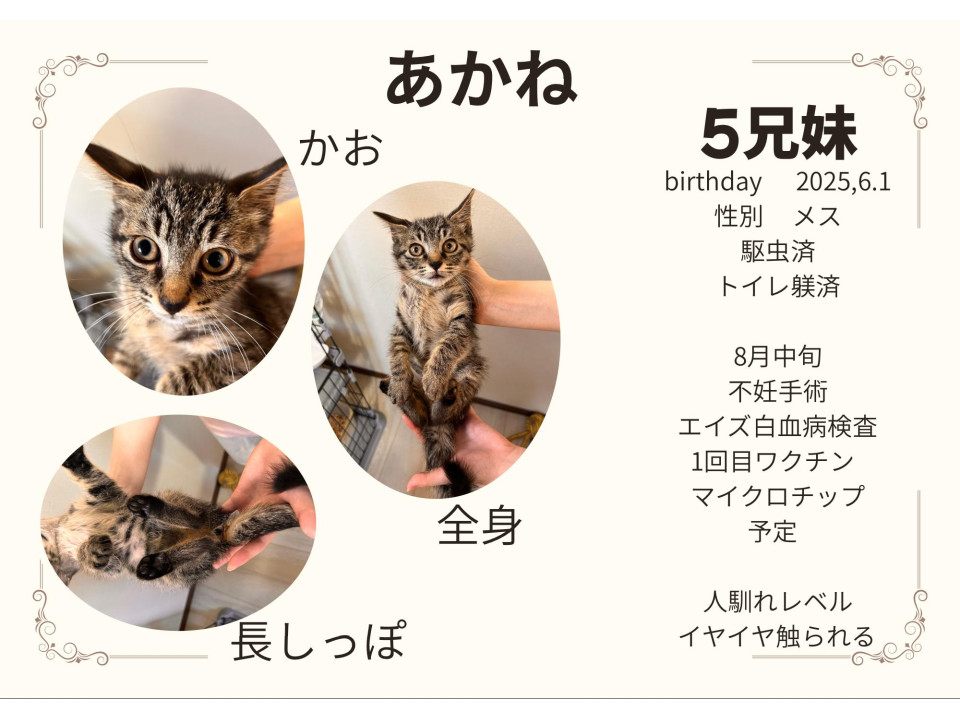 かわいい丸顔キジトラ