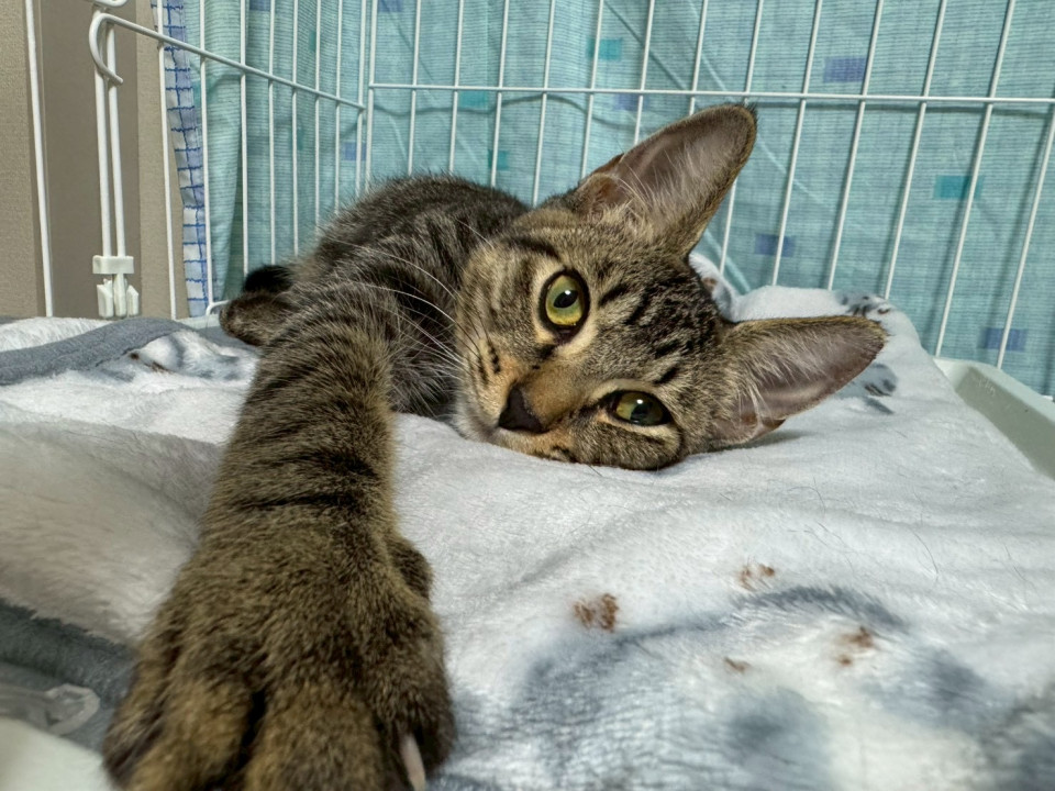 小顔イケニャンキジトラ