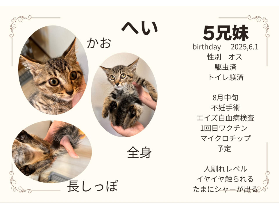 小顔キジトラ