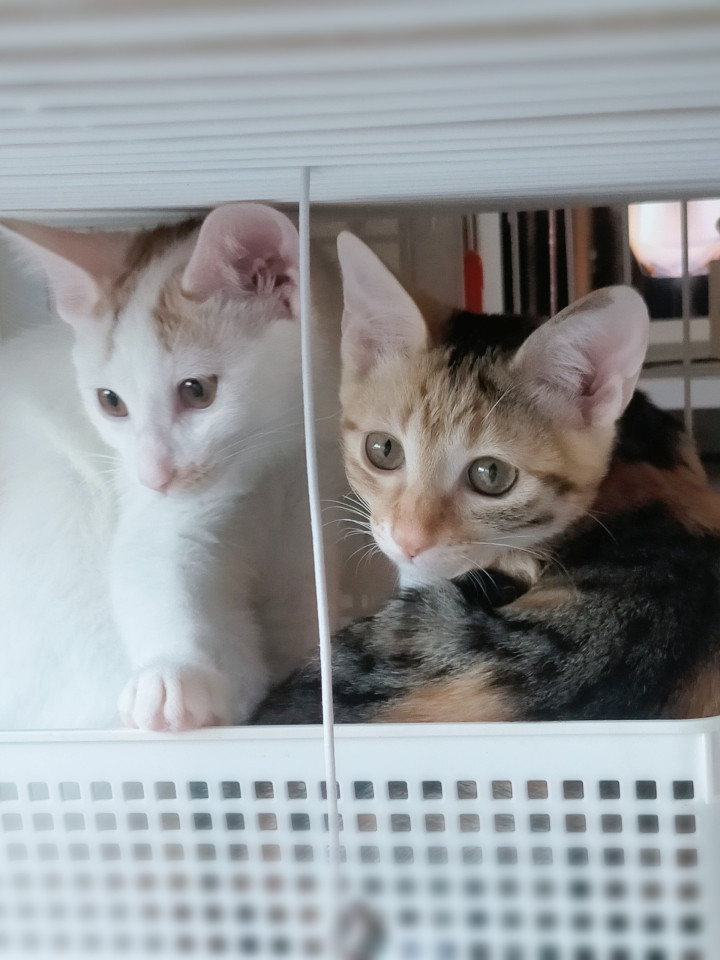 ❤️抱っこ大好き内弁慶お転婆姉妹で譲渡希