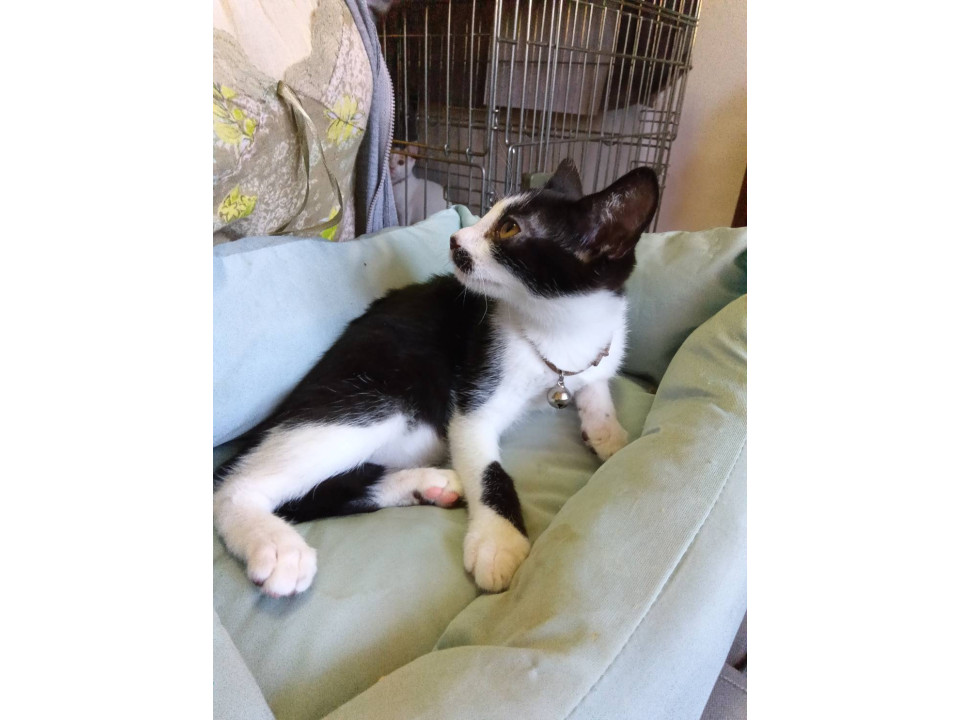 鼻黒のメス猫ちゃん