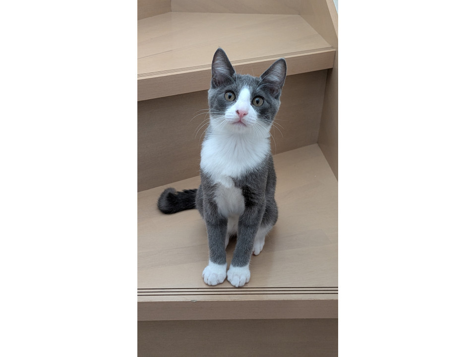 美猫✨グレー白ハチワレ蛍くん