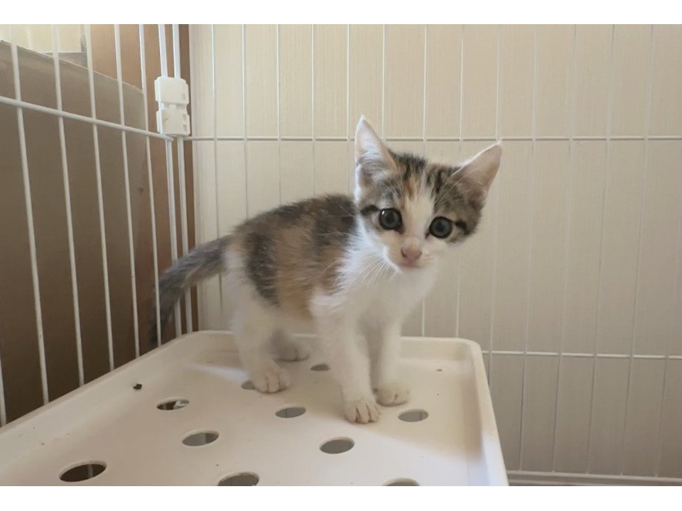 甘えん坊でかわいい三毛猫ちゃん2ヶ月