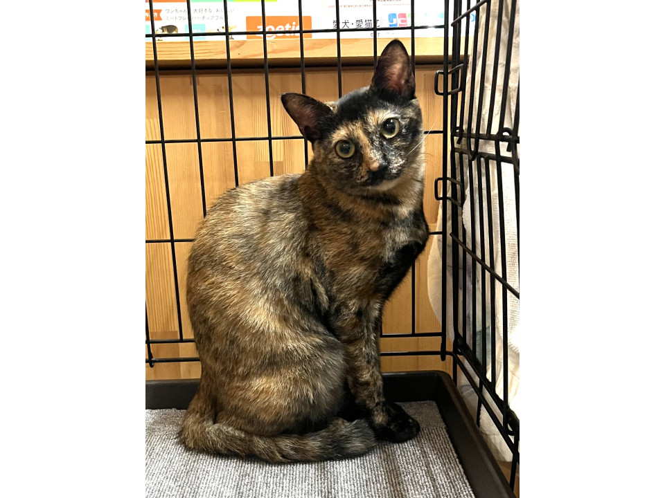 お転婆娘サビ猫チョビィちゃん