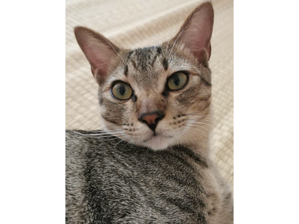 譲渡会参加甘えん坊で利口なマロ君