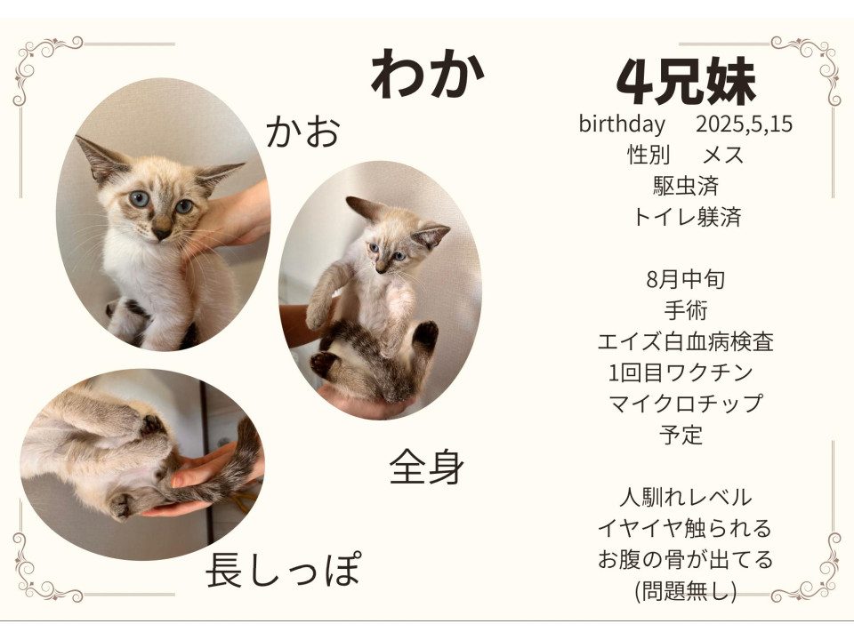 素敵シャムの男の子?* ゚