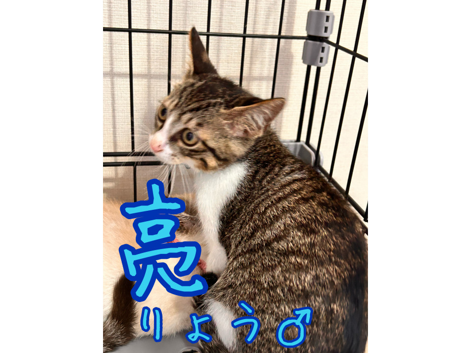 遊ぶの大好きキジ白ハチワレ♡